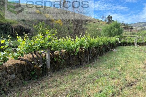 Terra a Silvares, Castelo Branco, Silvares - € 14.000 | Ref: 5509/CP-AF - foto 11