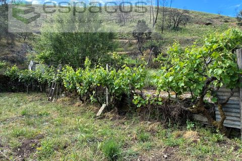 Terra a Silvares, Castelo Branco, Silvares - € 14.000 | Ref: 5509/CP-AF - foto 12