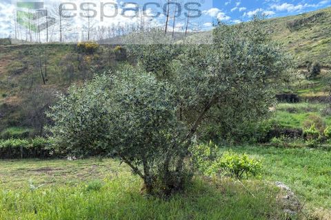 Terra a Silvares, Castelo Branco, Silvares - € 14.000 | Ref: 5509/CP-AF - foto 14