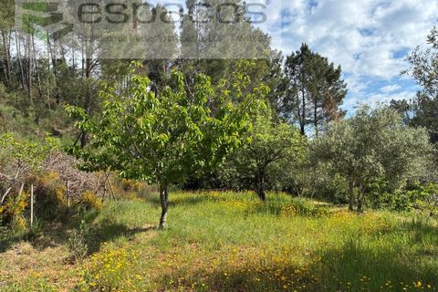 Terra a Silvares, Castelo Branco, Silvares - € 14.000 | Ref: 5509/CP-AF - foto 16
