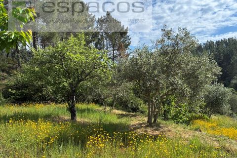 Terra a Silvares, Castelo Branco, Silvares - € 14.000 | Ref: 5509/CP-AF - foto 17