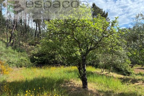 Terra a Silvares, Castelo Branco, Silvares - € 14.000 | Ref: 5509/CP-AF - foto 18