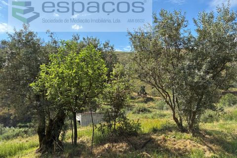 Terra a Silvares, Castelo Branco, Silvares - € 14.000 | Ref: 5509/CP-AF - foto 19