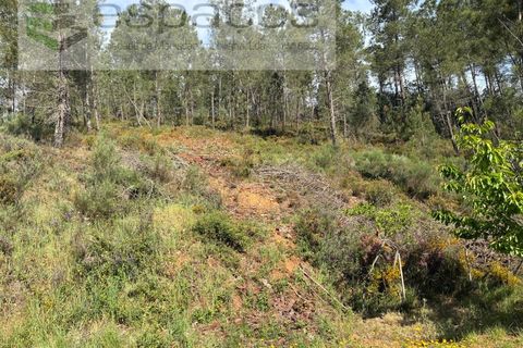 Terra a Silvares, Castelo Branco, Silvares - € 14.000 | Ref: 5509/CP-AF - foto 20
