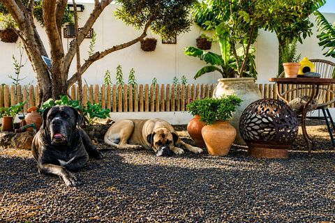 Finca a Telde, Gran Canaria, Telde - € 925.000 | Ref: MN Finca - foto 19