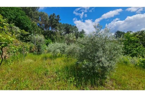 Tomt i Gestaco, Porto, Gestaco - € 45 000 | Ref: MC09919 - foto 19
