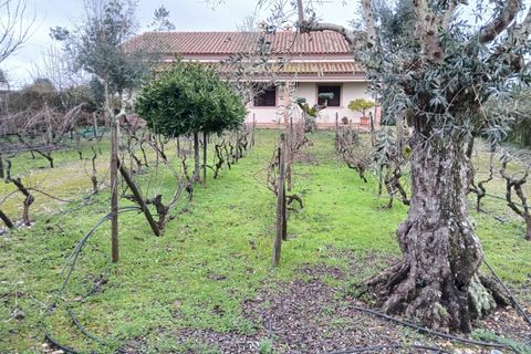 Villa i Constancia, Santarem, Constancia - € 570.000 | Ref: DRS_0006/12758 - foto 26