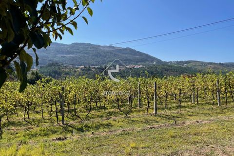 Terra a Ponte de Lima, Viana do Castelo, Ponte de Lima - € 85.000 | Ref: AV6111 - foto 13