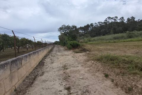 Tomt i Costitx, Mallorca, Costitx - € 240 000 | Ref: 2293 - foto 4