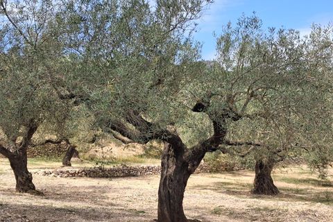 Helårsgrund i El Perello, Tarragona, El Perello - € 125.000 | Ref: EXP14338/8930 - foto 15
