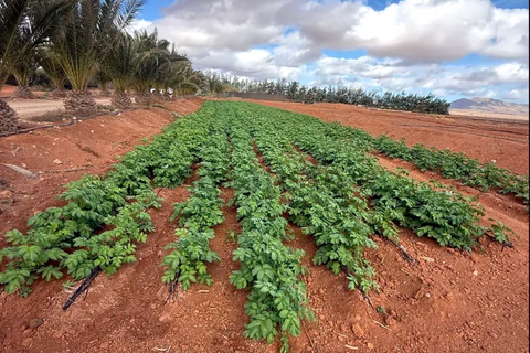 Landejendom i Antigua, Fuerteventura, Antigua - € 450.000 | Ref: MAS0009 - foto 16