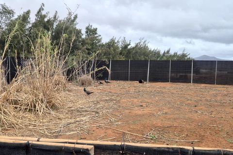 Landejendom i Antigua, Fuerteventura, Antigua - € 450.000 | Ref: MAS0009 - foto 25