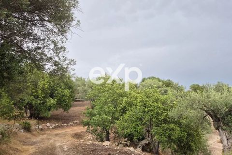 Helårsgrund i Rosolini, Siracusa, Rosolini - € 190.000 | Ref: exp-011764 - foto 5