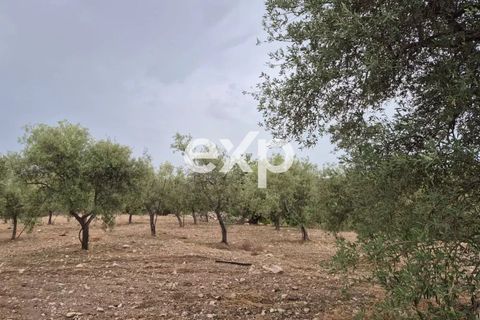 Helårsgrund i Rosolini, Siracusa, Rosolini - € 190.000 | Ref: exp-011764 - foto 8