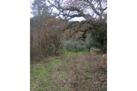 Helårsgrund i Ansiao, Leiria, Ansiao - € 8.500 | Ref: KWPT-032170 - foto 2