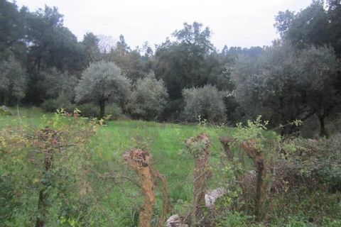 Helårsgrund i Ansiao, Leiria, Ansiao - € 18.000 | Ref: KWPT-032187 - foto 4