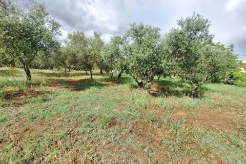 Farm hus i Serpa, Beja, Serpa - € 330.000 | Ref: 0336 - foto 13