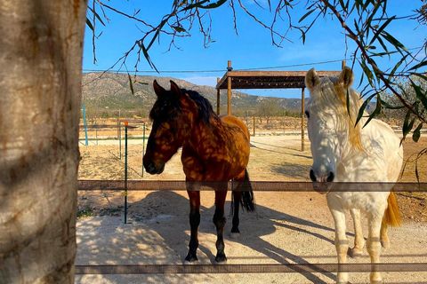 Villa a Lel, Alicante, Lel - € 390.000 | Ref: ELS9080 - foto 2