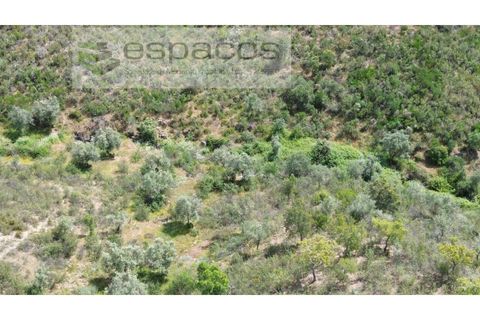 Terra a Perais, Castelo Branco, Perais - € 54.000 | Ref: 5540/EM_RR - foto 6