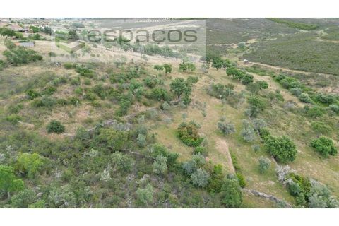 Terra a Perais, Castelo Branco, Perais - € 54.000 | Ref: 5540/EM_RR - foto 18
