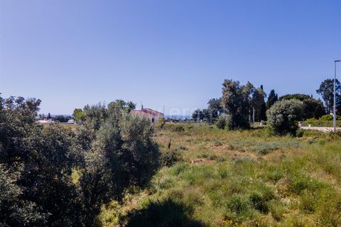 Terra a Lagoa, Faro, Lagoa - € 650.000 | Ref: 119260029 - foto 7