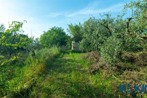 Landejendom i Casarano, Lecce, Casarano - € 60.000 | Ref: VR313 - foto 11