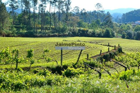 Helårsgrund i Ponte de Lima, Viana do Castelo, Ponte de Lima - € 72.500 | Ref: 9962_T - foto 2