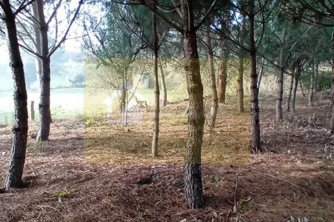 Villa i Mangualde, Viseu, Mangualde - € 36.000 | Ref: Q15 - foto 24
