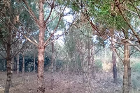 Villa i Mangualde, Viseu, Mangualde - € 36.000 | Ref: Q15 - foto 25