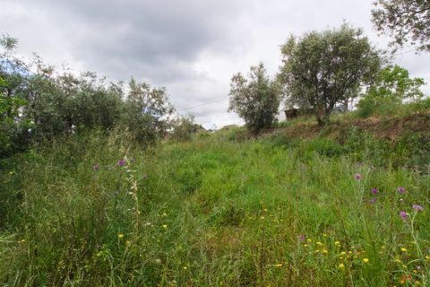 Tomt i Soure, Coimbra, Soure - € 17 500 | Ref: ADF_74 - foto 23