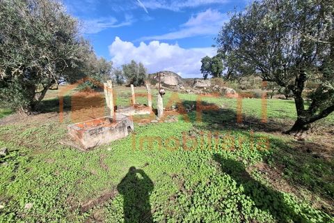 Farm i Arez e Amieira do Tejo, Portalegre, Arez e Amieira do Tejo - € 175.000 | Ref: SAFTI:008231 - foto 34