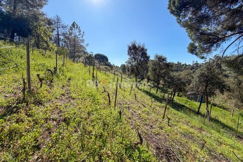Terra em Abrantes, Santarem, Abrantes - € 39.000 | Ref: 01972-26 - foto 8