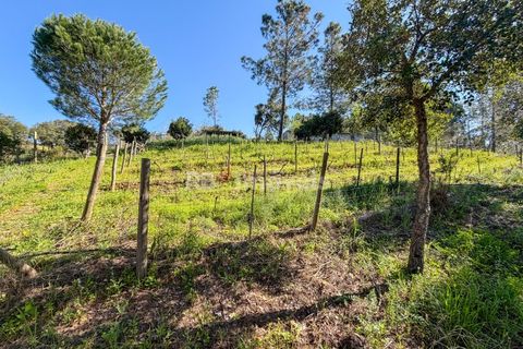 Terra em Abrantes, Santarem, Abrantes - € 39.000 | Ref: 01972-26 - foto 9