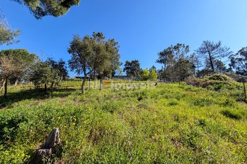 Terra em Abrantes, Santarem, Abrantes - € 39.000 | Ref: 01972-26 - foto 10