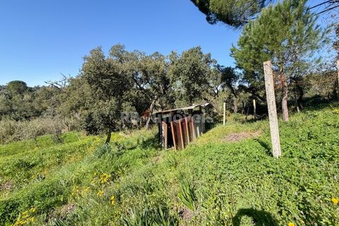 Terra em Abrantes, Santarem, Abrantes - € 39.000 | Ref: 01972-26 - foto 11