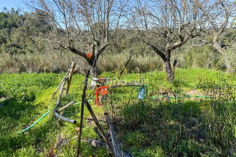 Terra em Abrantes, Santarem, Abrantes - € 39.000 | Ref: 01972-26 - foto 14