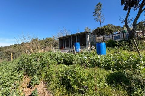 Terra em Abrantes, Santarem, Abrantes - € 39.000 | Ref: 01972-26 - foto 15