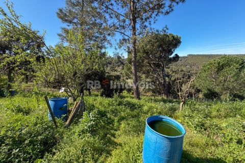Terra em Abrantes, Santarem, Abrantes - € 39.000 | Ref: 01972-26 - foto 16