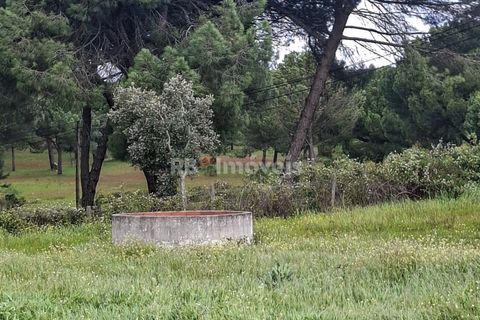 Farm i Coruche, Santarem, Coruche - € 199.000 | Ref: 01991-26 - foto 13