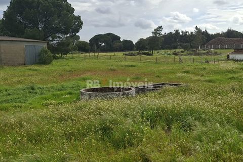 Farm i Coruche, Santarem, Coruche - € 199.000 | Ref: 01991-26 - foto 14