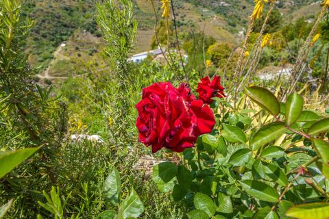 Cortijo i Competa, Malaga, Competa - € 365.000 | Ref: R5383705 - foto 30