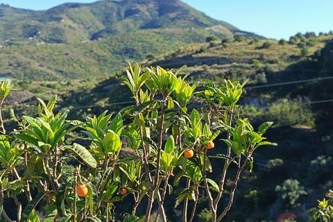 Finca i Itrabo, Granada, Itrabo - € 254.500 | Ref: M726 - foto 13