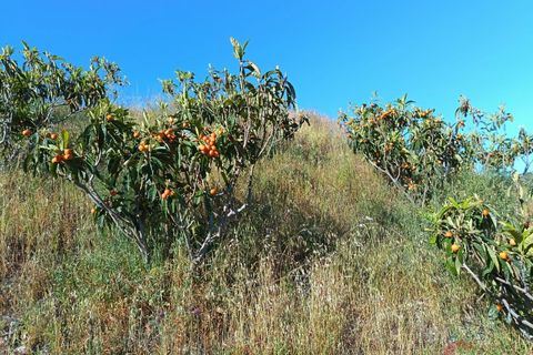 Finca i Itrabo, Granada, Itrabo - € 254.500 | Ref: M726 - foto 15