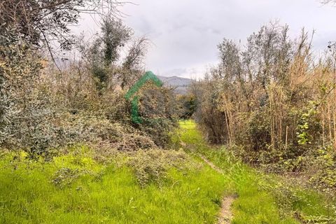 Farm i Covilha, Castelo Branco, Covilha - € 70.000 | Ref: DBJ1389/26 - foto 9