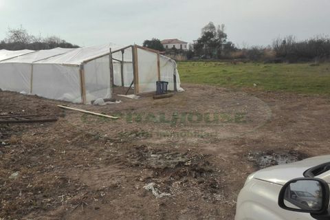 Helårsgrund i Mondragone, Caserta, Mondragone - € 7.900 | Ref: TERRENOMONDRAGONE - foto 5