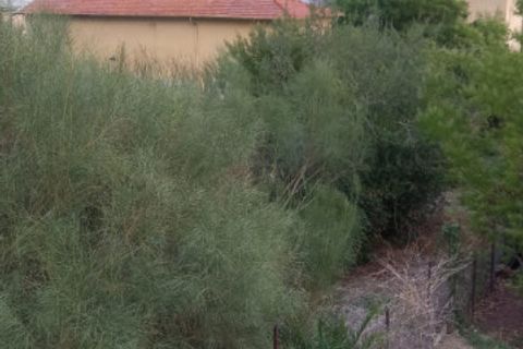 Terra a Vallecrosia, Imperia, Vallecrosia - € 50.000 | Ref: t 365 - foto 3