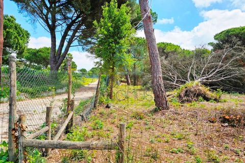 Terra a Santarem, Santarem, Santarem - € 463.000 | Ref: 119350 - foto 26