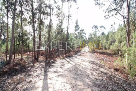 Helårsgrund i Matas e Cercal, Santarem, Matas e Cercal - € 20.000 | Ref: SV20004 - foto 3