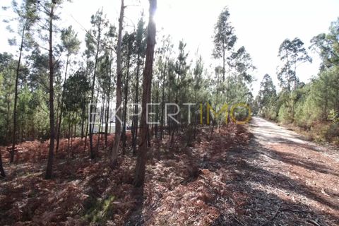 Helårsgrund i Matas e Cercal, Santarem, Matas e Cercal - € 20.000 | Ref: SV20004 - foto 4