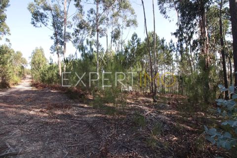 Helårsgrund i Matas e Cercal, Santarem, Matas e Cercal - € 20.000 | Ref: SV20004 - foto 5